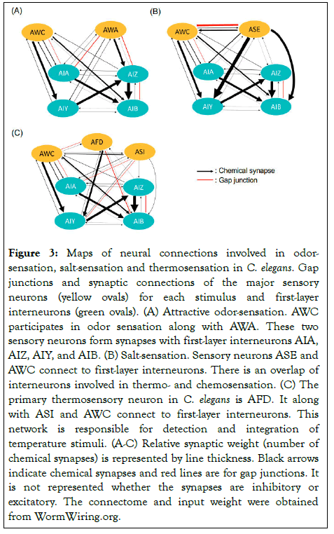 cell-science-Maps of neural